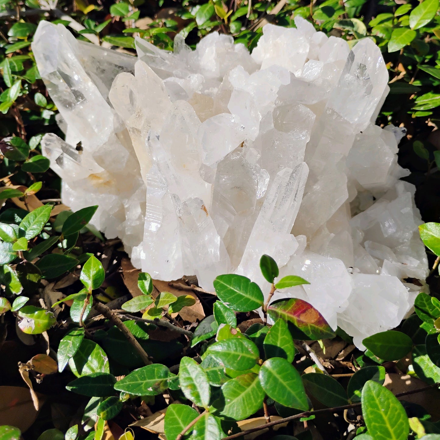 Columbian Lemurian Quartz