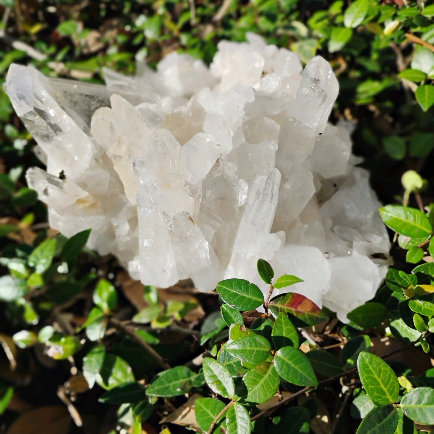 Columbian Lemurian Quartz